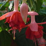 Fuchsia 'Veenlust' - 