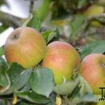 Malus domestica ´Suntan´ - 