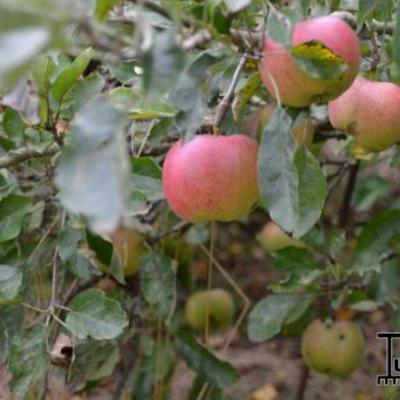 Malus domestica 'Cox's Orange Pippin' - Malus domestica 'Cox's Orange Pippin'