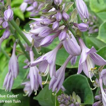 Hosta 'Blue Cadet'