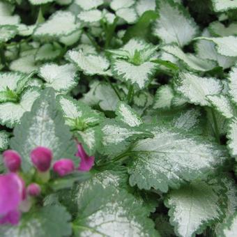 Lamium maculatum 'Beacon Silver'