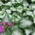 Lamium maculatum 'Beacon Silver'