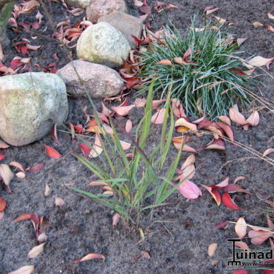 Panicum virgatum 'Heiliger Hain' - Panicum virgatum 'Heiliger Hain'