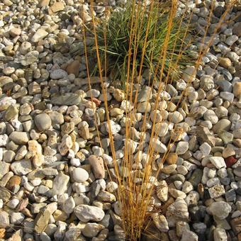 Molinia caerulea subsp. arundinacea 'Skyracer'