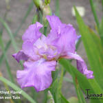 Iris 'Amethyst Flame' - 