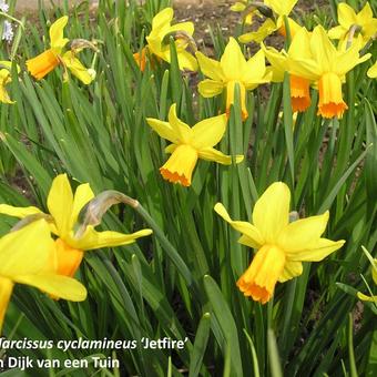 Narcissus 'Jetfire'