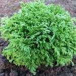 Chamaecyparis pisifera 'HIME - Sawara ' - 