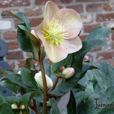 Helleborus x ballardiae HGC 'Maestro' - 