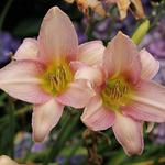 Hemerocallis 'Catherine Woodberry' - 