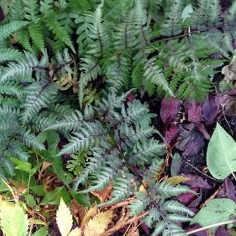 Athyrium niponicum var. pictum 'Pewter Lace'