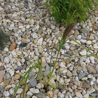 Pennisetum alopecuroides 'Black Beauty'