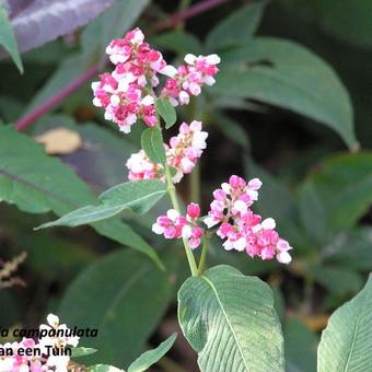 Persicaria campanulata