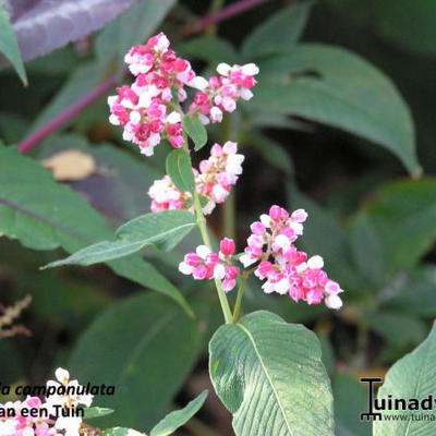 Persicaria campanulata - 