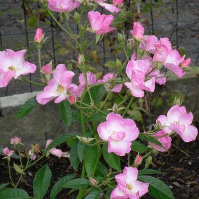 Rosa 'Frisson Frais' - 