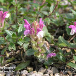 Scutellaria pontica - 