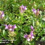 Scutellaria alpina ´Arcobaleno´ - 