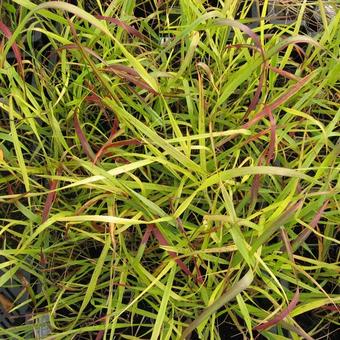 Panicum virgatum 'Shenandoah'