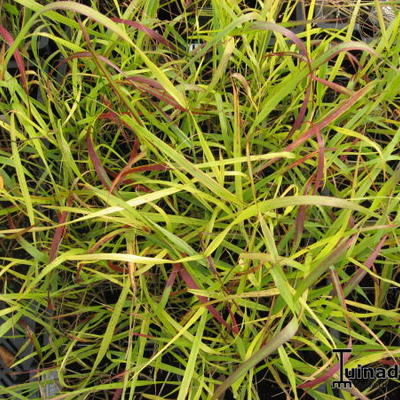 Panicum virgatum 'Shenandoah' - Panicum virgatum 'Shenandoah'