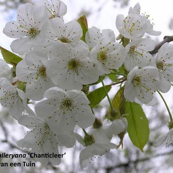 Pyrus calleryana 'Chanticleer'