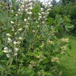 Baptisia alba var. macrophylla - Weisse Färberhülse