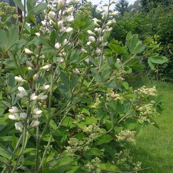 Baptisia alba var. macrophylla