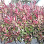 Leucothoe axillaris 'Red Lips' - 