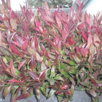 Leucothoe axillaris 'Red Lips'