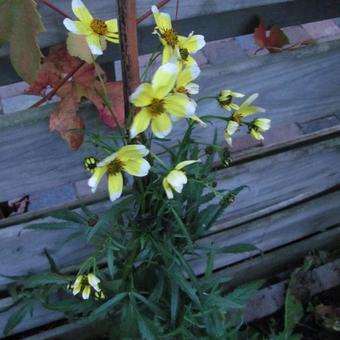 Bidens aurea 'Hannay's Lemon Drop'