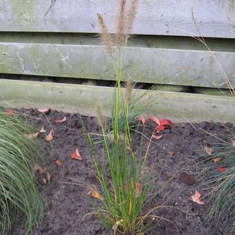 Pennisetum alopecuroides 'Gelbstiel'