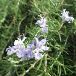 Rosmarinus officinalis Prostratus Group - 