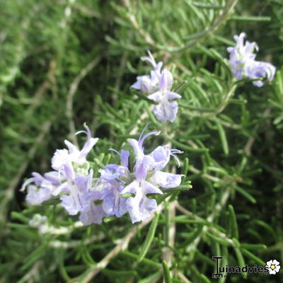 Rosmarinus officinalis Prostratus Group - 