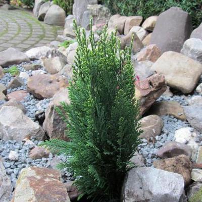 Chamaecyparis lawsoniana 'Snow White' - 