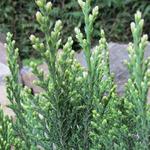 Chamaecyparis lawsoniana 'Snow White' - 