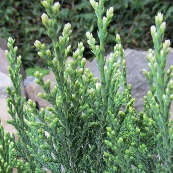 Chamaecyparis lawsoniana 'Snow White'