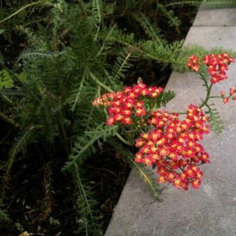 Achillea millefolium 'Pomegranate'