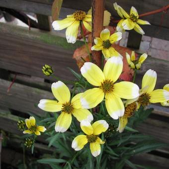 Bidens aurea 'Hannay's Lemon Drop'