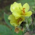 Verbascum thapsus - Kleinblütige Königskerze