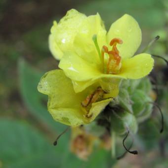 Verbascum thapsus