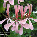 Pelargonium acetosum - 