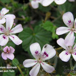 Pelargonium australe - 