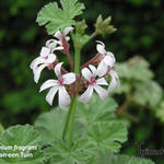 Pelargonium x fragrans - 