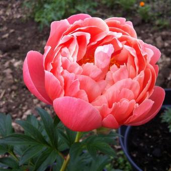 Paeonia 'Coral Charm'