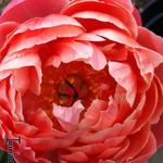 Paeonia 'Coral Charm' - 