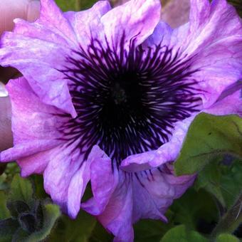 Petunia 'Superbissima Mixed'