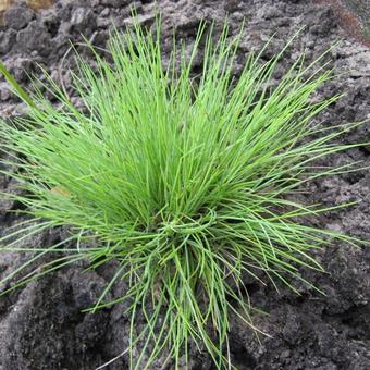 Festuca glauca 'Golden Toupee'