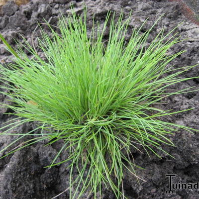 Festuca glauca 'Golden Toupee' - 