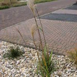 Miscanthus sinensis 'Wetterfahne' - 