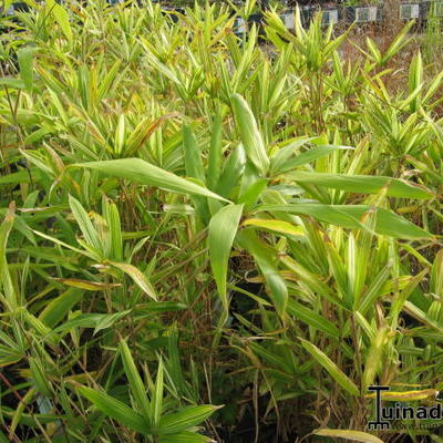 Pleioblastus fortunei - BAMBOU PLEIOBLASTUS 'PYGMAEUS'