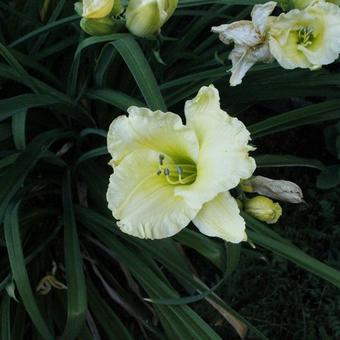 Hemerocallis 'Gentle Shepherd'