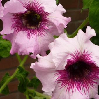 Petunia 'Superbissima Mixed'